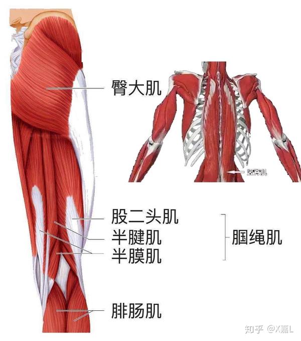 练臀不粗腿 step1:改善髋屈受限