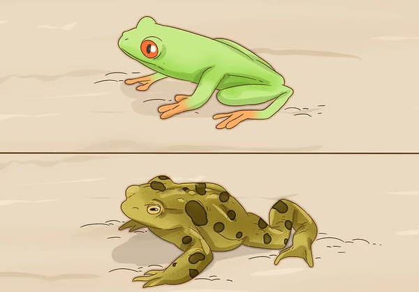如何区分青蛙和蟾蜍