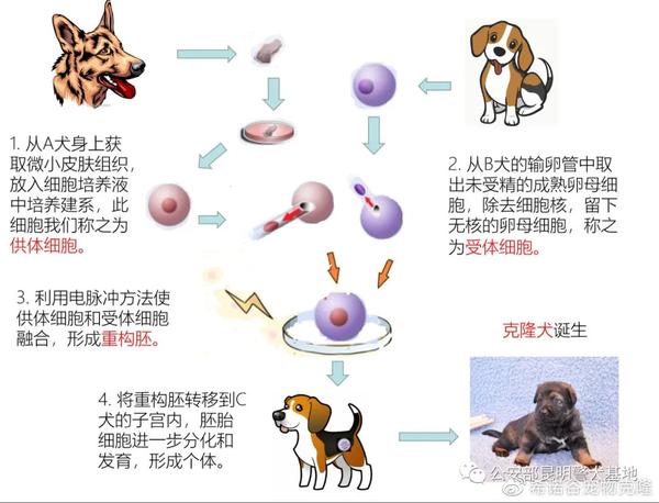 【动物克隆技术】 最为成功和广为人知的克隆技术是体细胞核移植技术