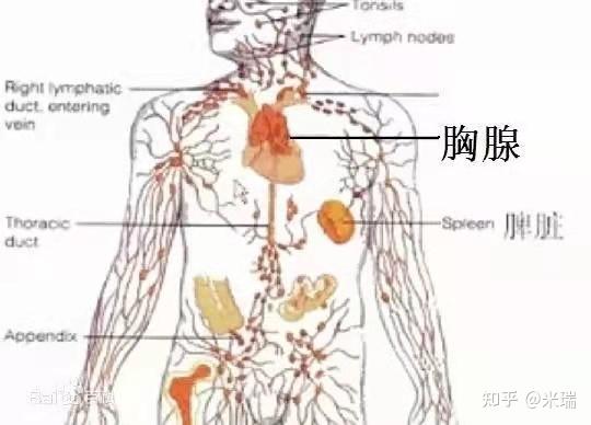只有胸腺充满活力,人的免疫力才会更强大. 2.