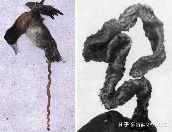 拥有最大丁丁的鸟类