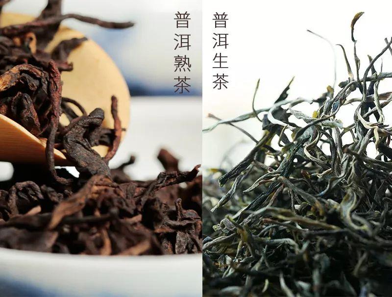 普洱茶#普洱生茶#普洱熟茶 建议收藏|普洱茶基础认知