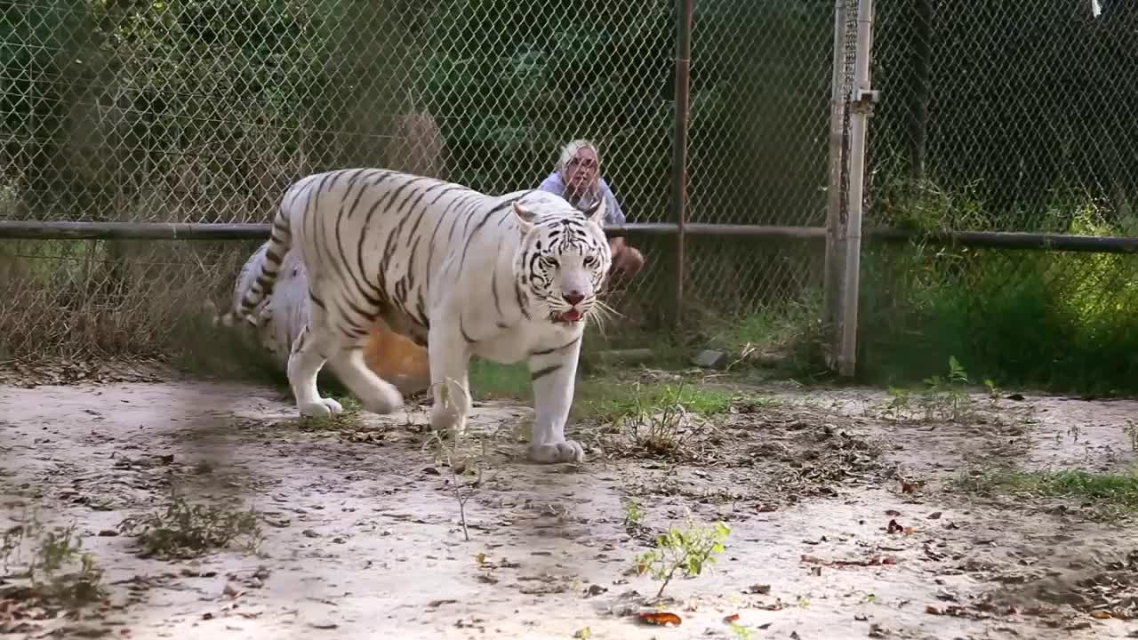 虎兄虎弟男主把老虎当宠物养每天都搂着睡觉看着都吓人