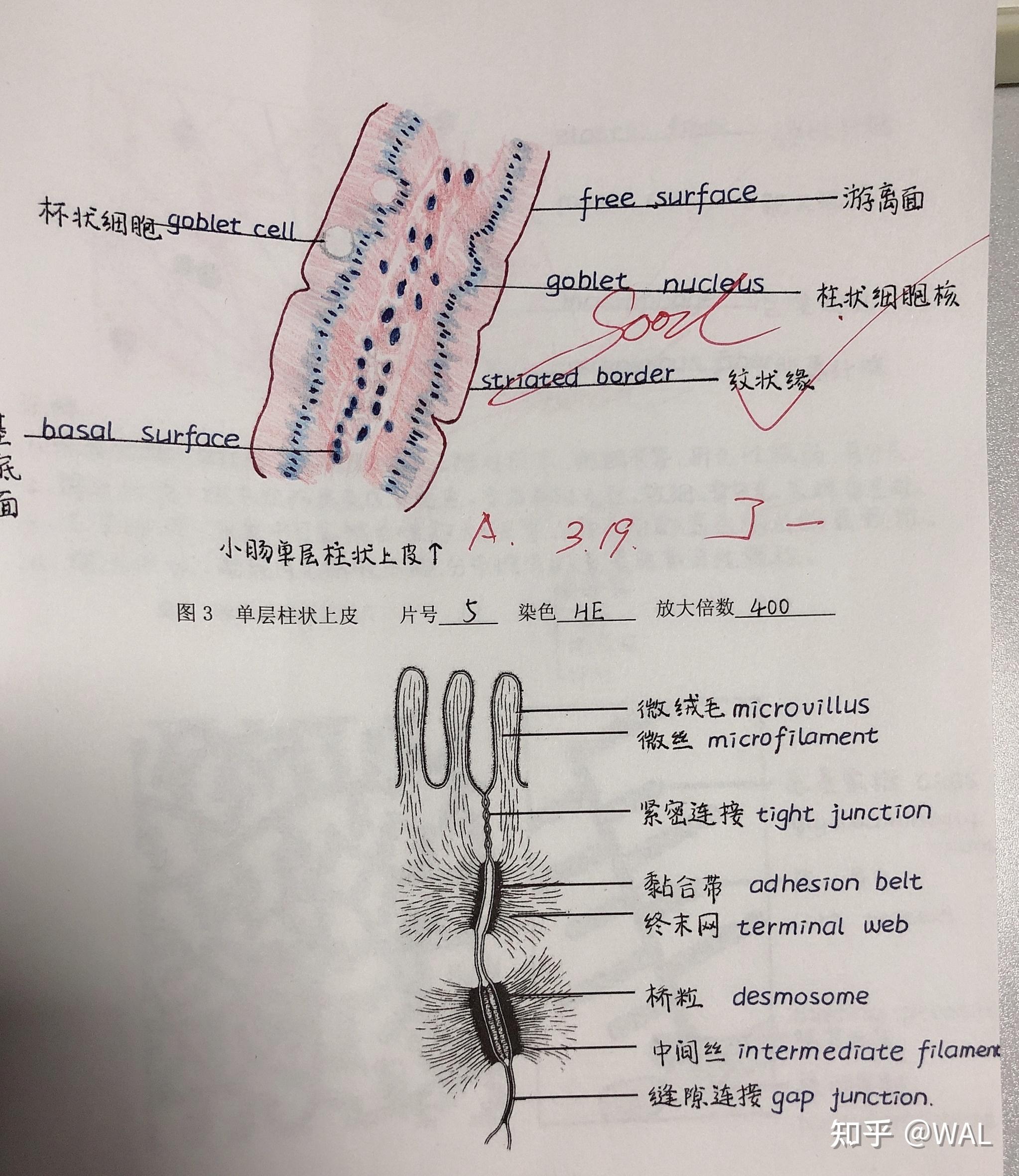 组胚红蓝铅笔手绘图