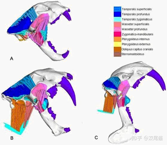 从骨骼附着痕迹模拟附着头骨上的肌肉来看袋剑齿虎咬合力和咬住猎物