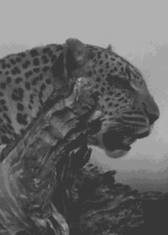 登上乞力马扎罗的到底是花豹还是猎豹坦桑尼亚小众旅行目的地