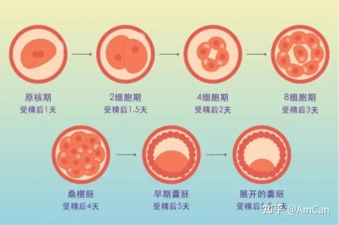 3天胚胎和5天囊胚哪个在试管婴儿周期中移植成功率更稳定