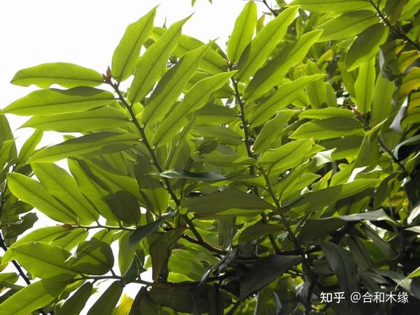 认识国标红木——菲律宾乌木(异色柿,毛柿)