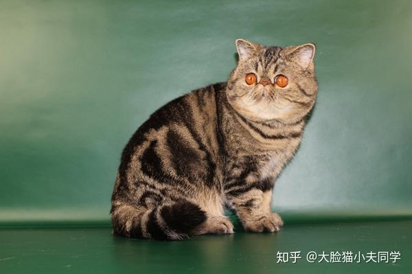 猫咪毛色鉴别小指南系列之二虎斑色分类篇