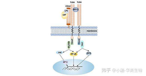 cd14—细菌脂多糖的膜受体