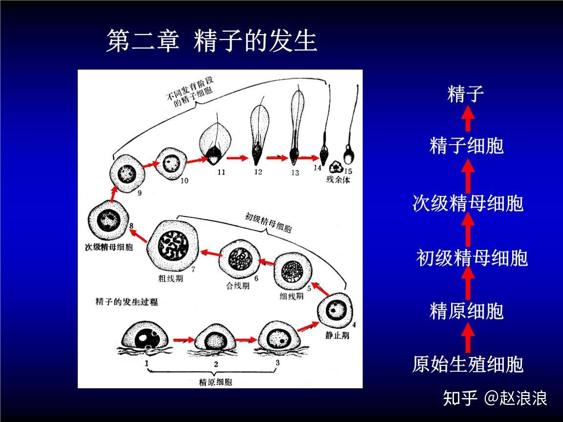 图为精子发生过程,从最原始的精原干细胞到成熟精子大概需要70天时间