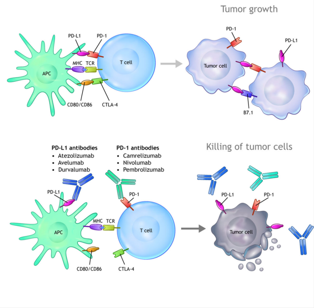 免疫治疗专题生物标志物pdl1