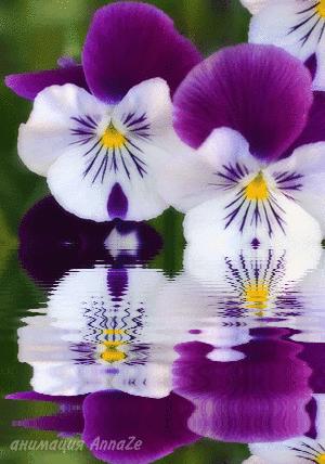 gif 动态图(3) 自然风景:花:解语动人 (梅兰竹菊,牡丹