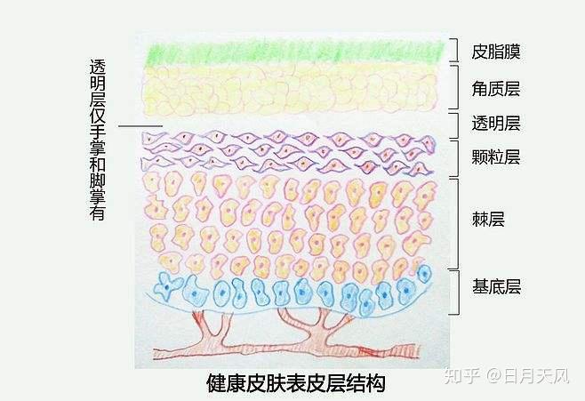 而这层像瓦楞纸一样并极富韧性的结构在术语中就叫基底膜带.对!