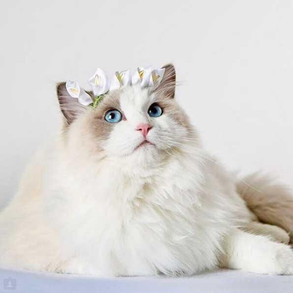 布偶猫的颜值有多高?