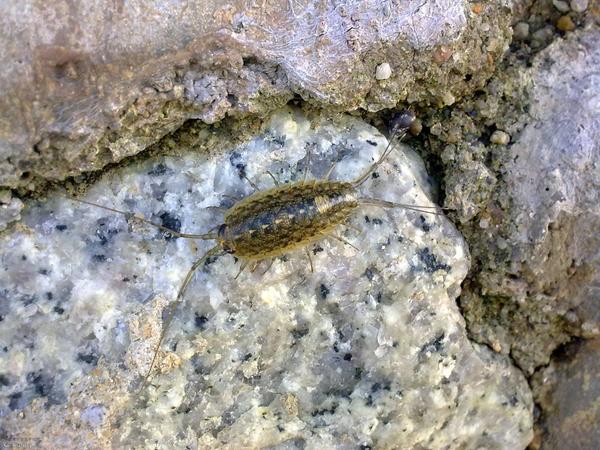 囊虾总目(peracarida)等足目(isopoda)潮虫亚目(oniscidea)海嶂螂科
