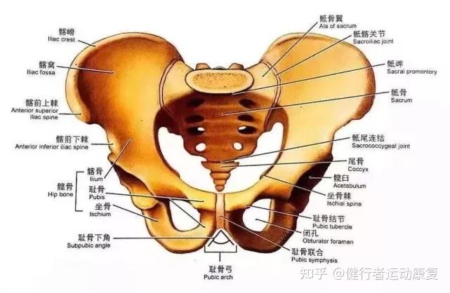 (3)骨盆的组成:首先,骨盆在解剖学上分成了四块大骨头,分别为左右两