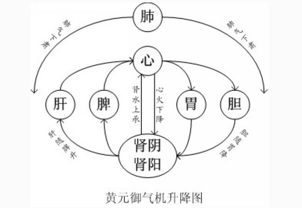 人体五脏六腑上下分布,各脏腑在气机所引导下处于动态中的.