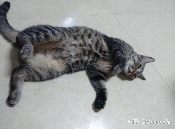 养狸花猫是什么样的体验?