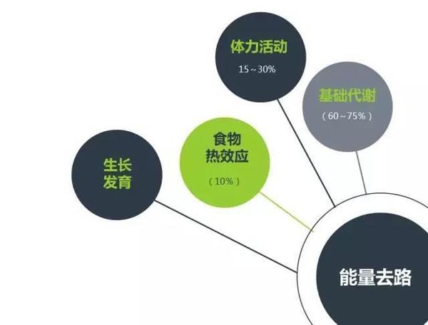 基础代谢占到人体能量去路60%-75%