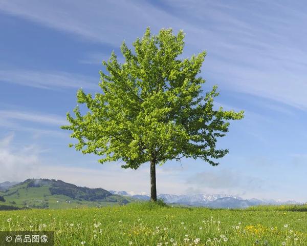 有一种极致的美叫一棵树的一年四季