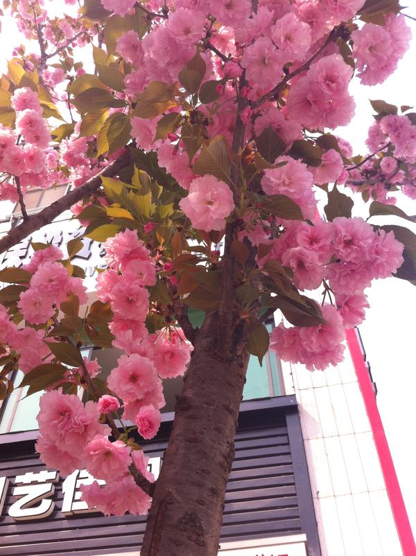 想种10来棵樱花,种哪个品种好?