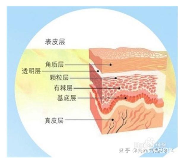 皮肤的基础知识之什么是基底层--皮肤命脉