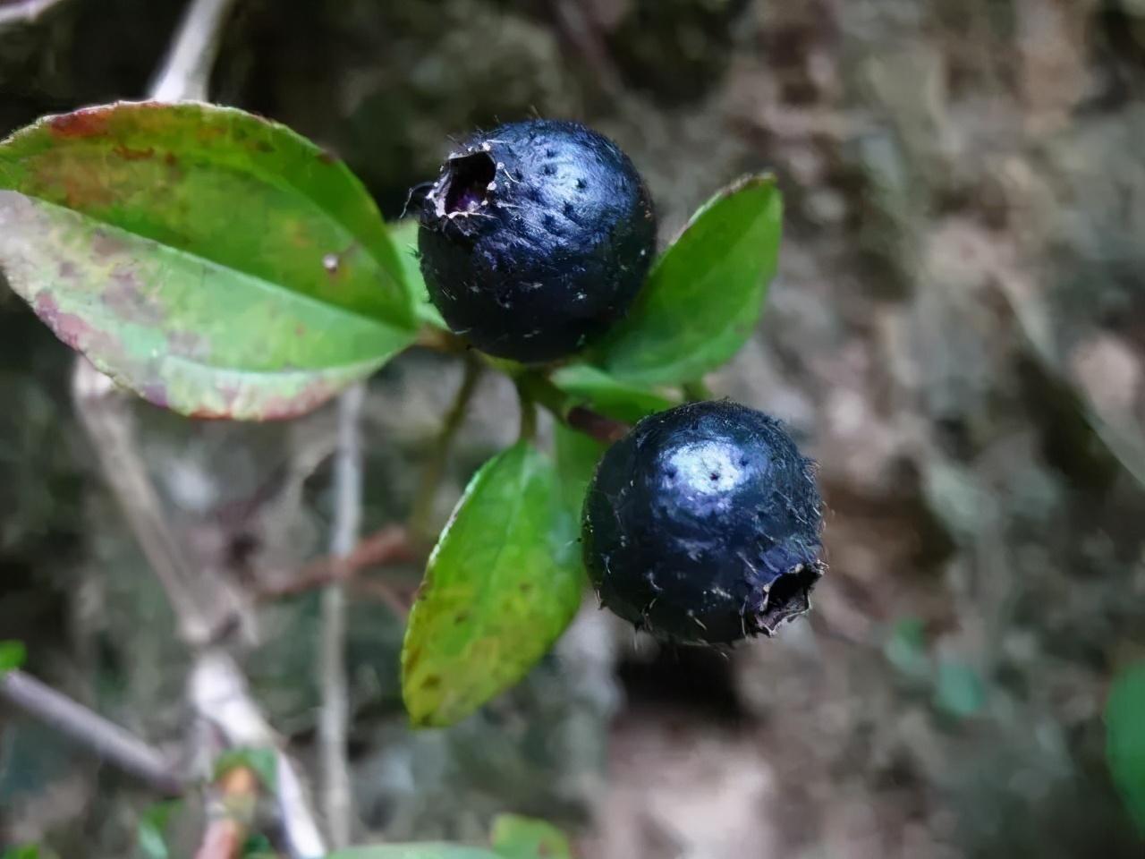 8种野果致敬逝去的青春