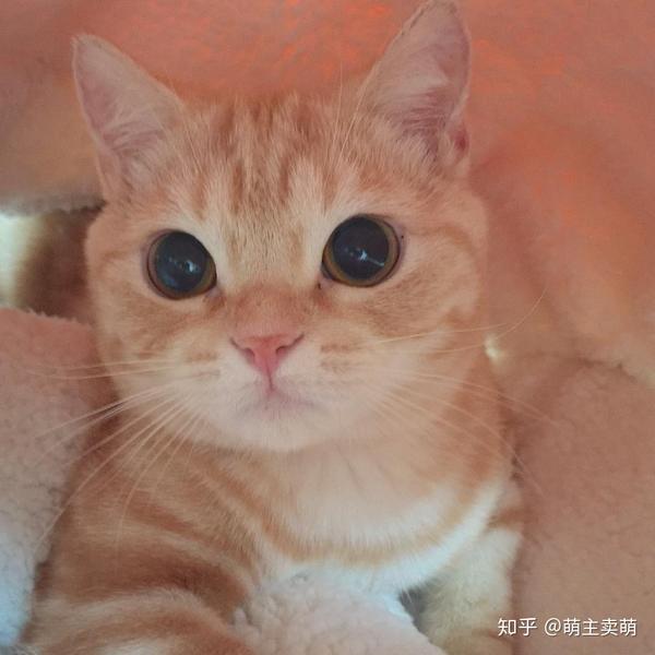 呆萌可爱美短猫咪图集