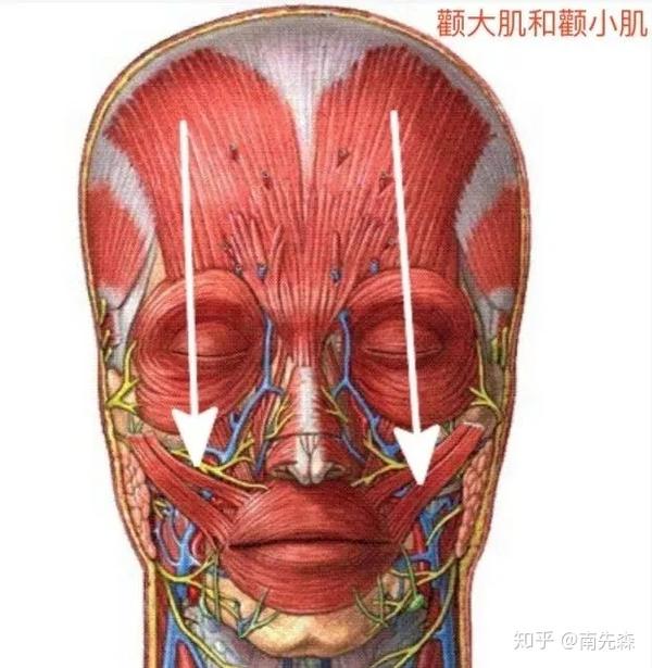 咀嚼习惯的改变还有可能引起颧小肌,颧大肌等颊部肌肉萎缩,造成颊部
