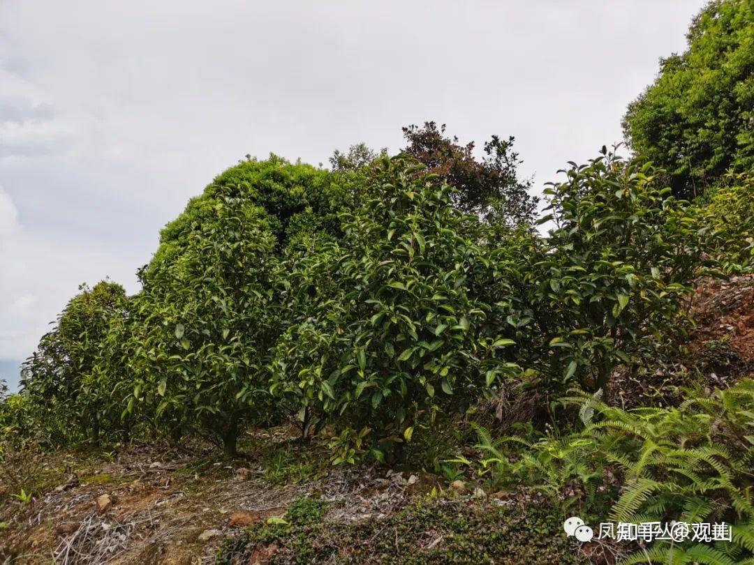 凤凰镇笔架山生态茶园