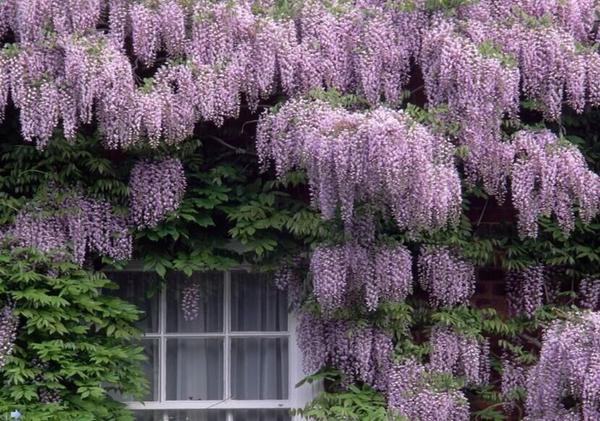 优秀植物景观素材——多彩绚丽的紫藤
