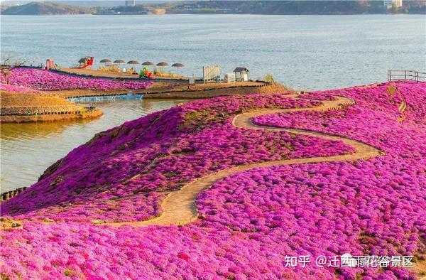 家乡美景迁西雨花谷芝樱花海