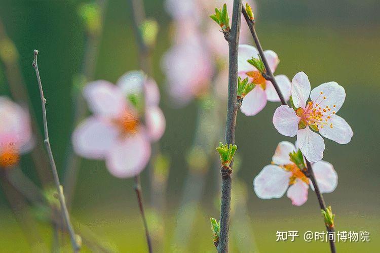 惊蛰节气丨春雷一响惊动万物