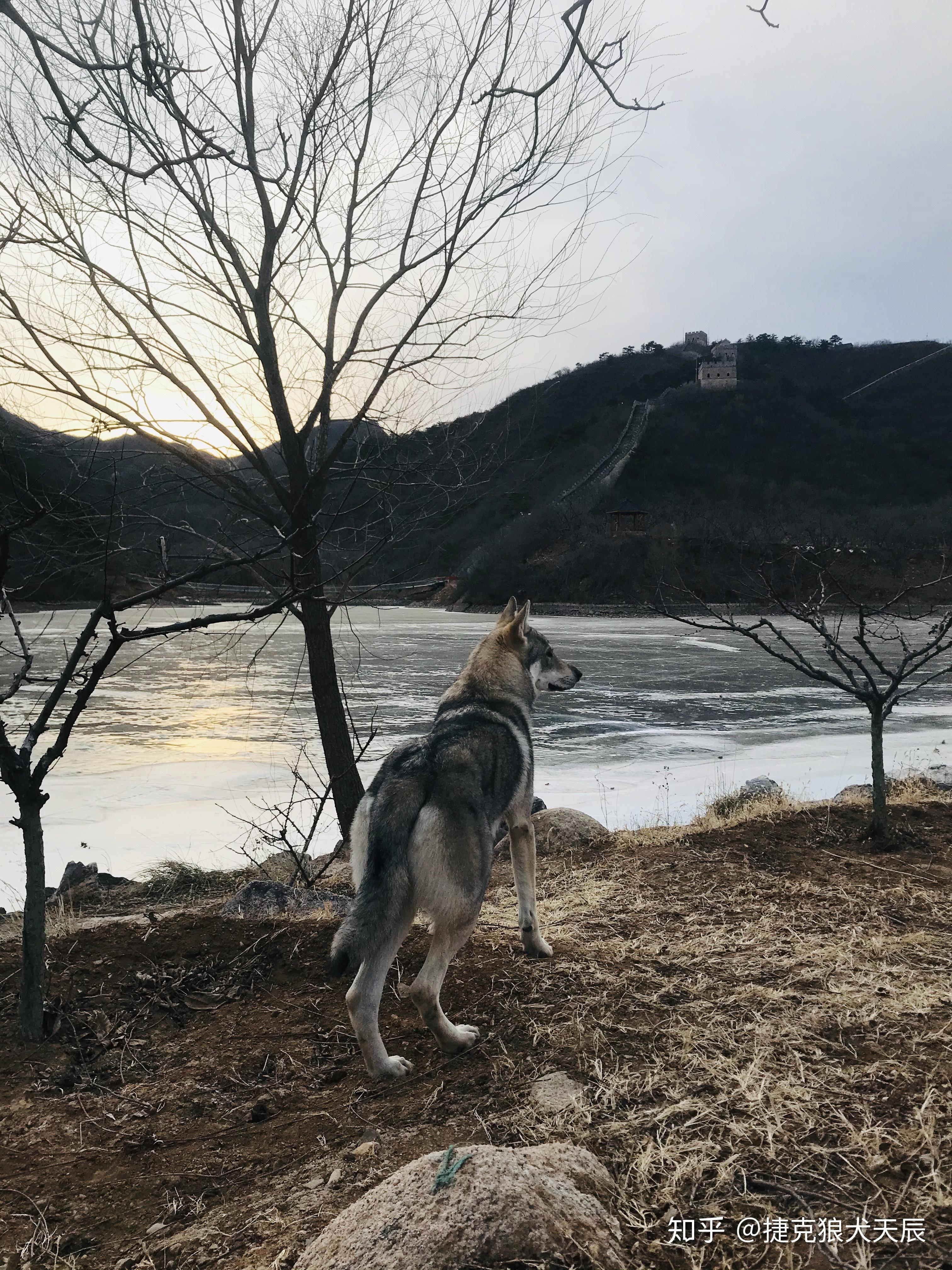 关于捷克斯洛伐克狼犬犬种评定标准