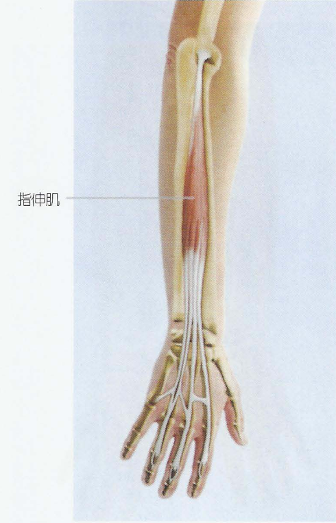 10,指伸肌(extensor digitorum)