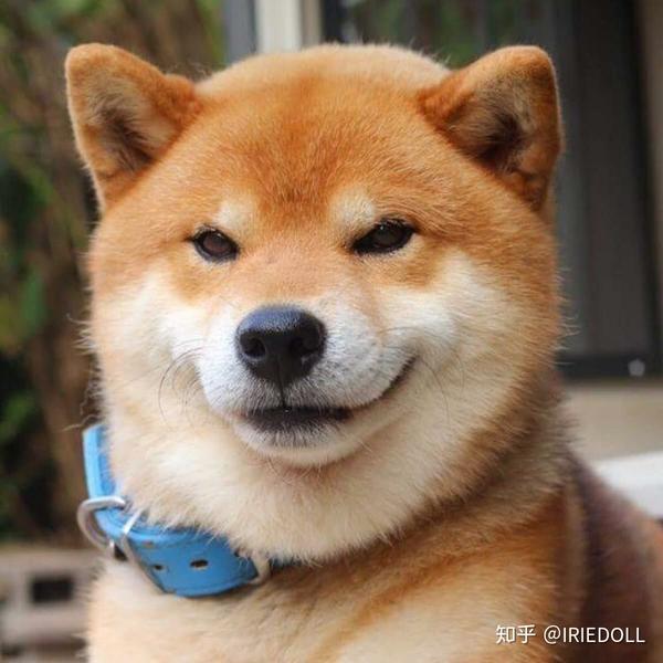 柴犬图网图,侵删.