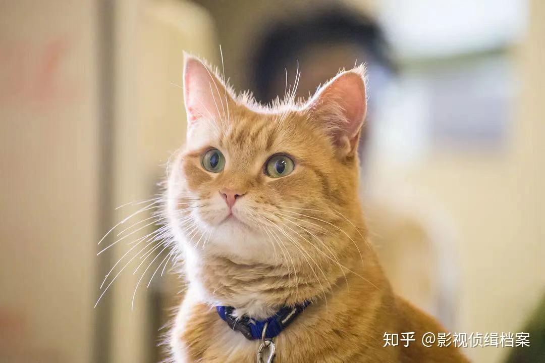 暖萌大橘猫陪你过圣诞