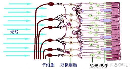 刺激,将光信号转变成电信号; 双极细胞作用是归类整合这些神经冲动