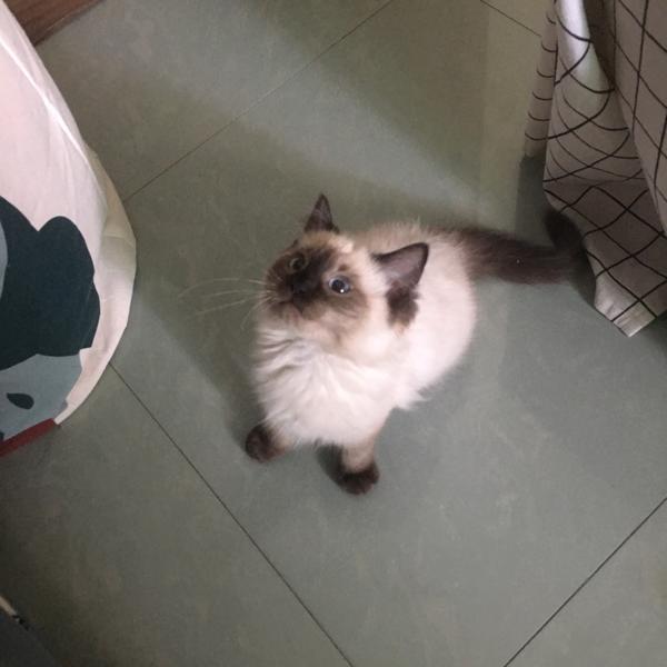 这是不是布偶猫呢 还是暹罗猫?