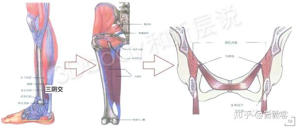 胫骨后肌-内收肌-盆底肌的肌筋膜联系