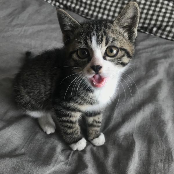 世界名猫那么多,为什么你选择了狸花猫?
