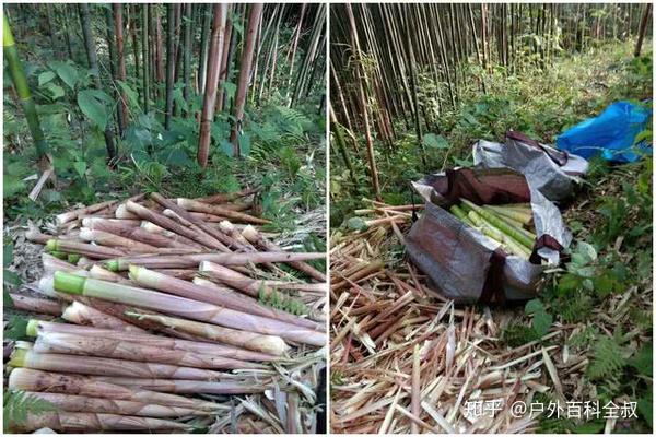 因为采集的人少,所以山顶漫山遍野全是石笋