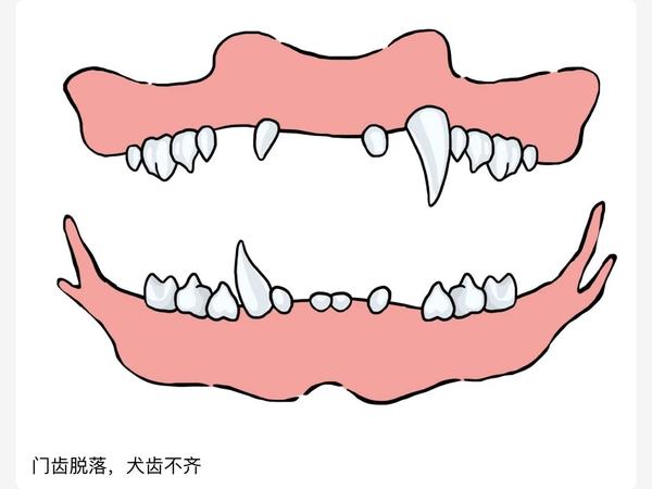 如何判断宠物的年龄