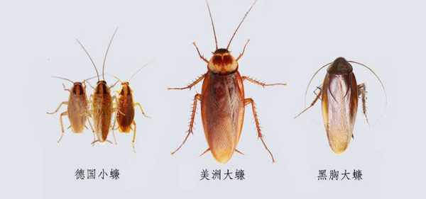 1,蟑螂,家里常见的有德国小蠊,美洲大蠊,黑胸大蠊,其中德国小蠊体积