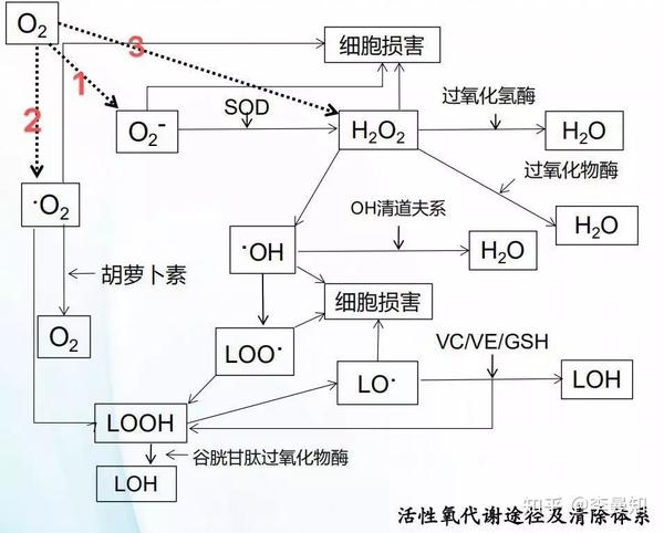 1,2,3 分别为超氧阴离子,单线态氧和过氧化氢
