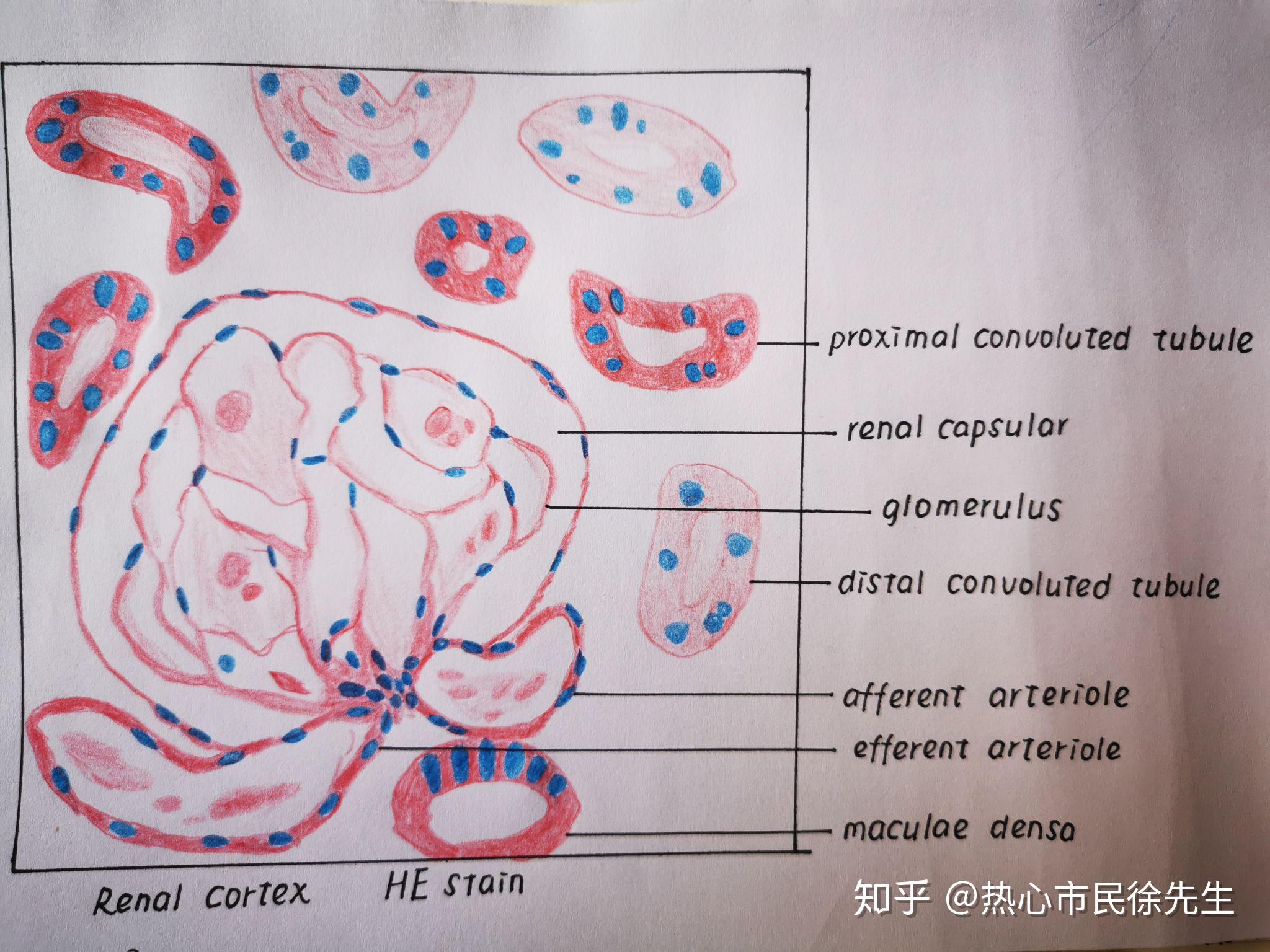 组胚红蓝铅笔手绘图知识点总结按需自取