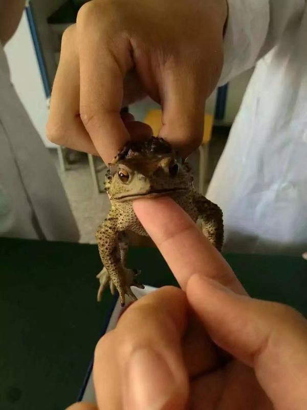 大多是大二做的动物实验 一开始以为是青蛙,结果那天教室外面放了一桶