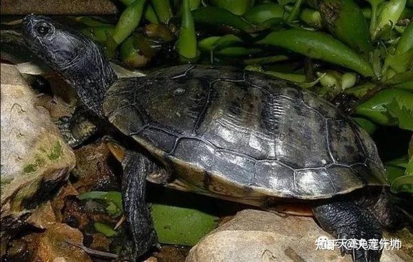 另类龟宠|浅谈变异巴西龟(多图长文)
