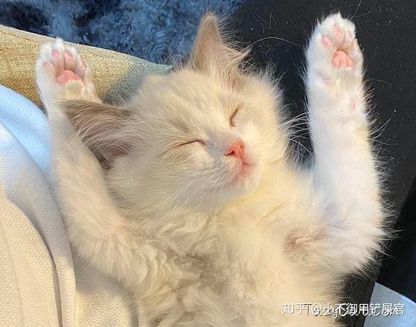 几种猫猫讨厌的行为,你做了几个?